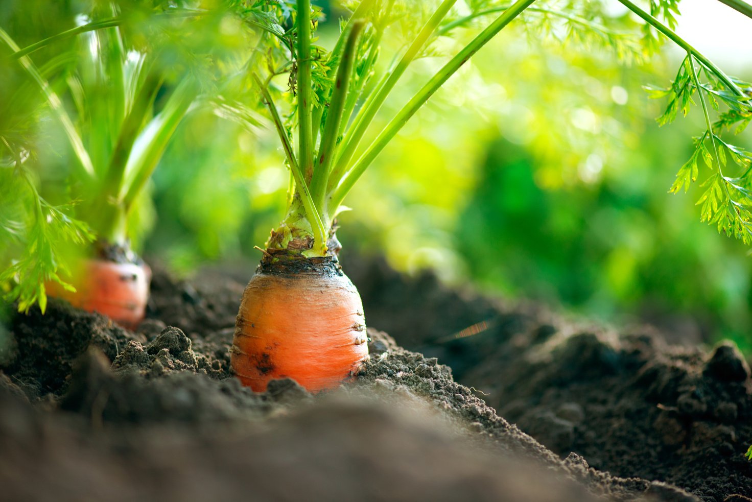 Carrot Growing Closeup