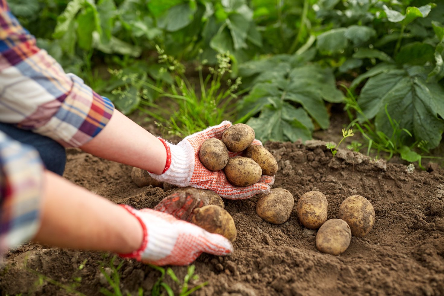 Farmer with Potatoes  