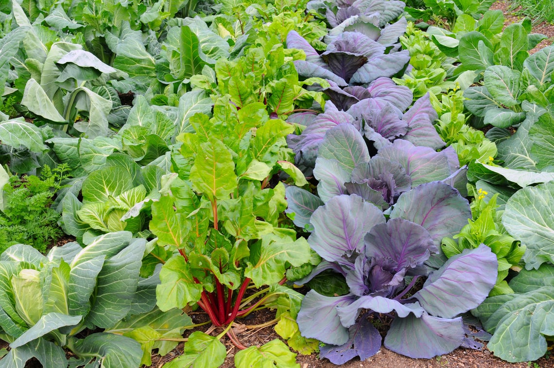 Winter Vegetable Garden